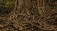 Forside til Root and Branch